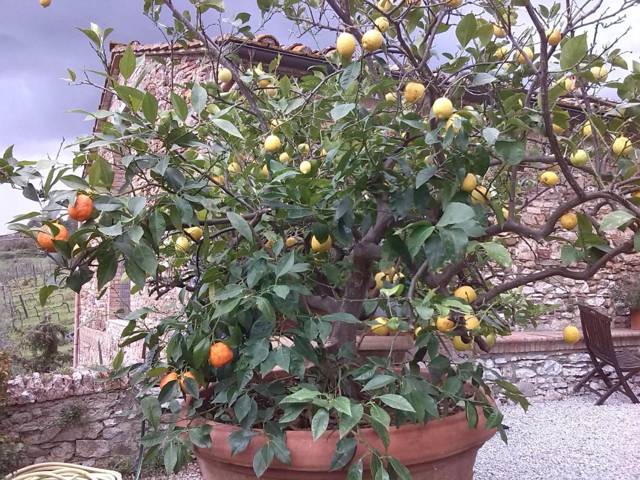 Agriturismo Villa Buoninsegna Rapolano Terme Exteriör bild